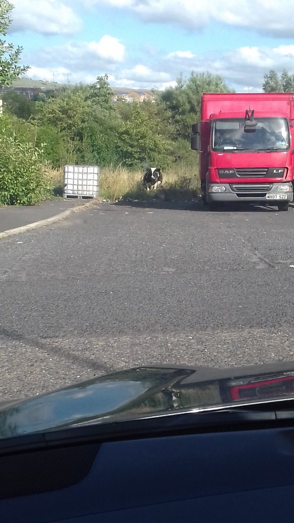 @stevengerrard03 - Burnley cow!!! #aberdeenfc #StandFree #COYR